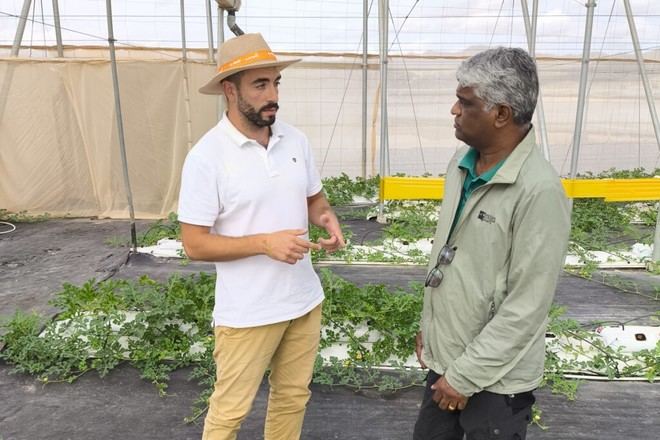 Mejoran hinojo marino y rúcula con agua y nutrientes reciclados