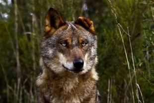 Exposición sobre el lobo en el Museo de Historia Natural y Ciencia de Oporto
