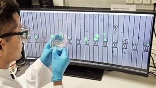 TUM presenta CellTrap: un mini-labor que revela cómo las células inmunitarias atacan a las células cancerosas