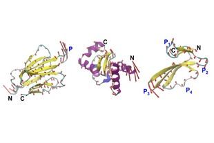 Ingenieros del MIT diseñan proteínas basándose en su movimiento