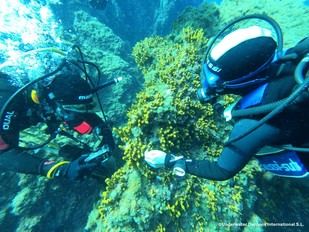 Tenerife lanza un proyecto piloto para la regeneración de ecosistemas marinos