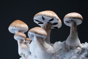 Mycelium Technologies: la start-up que transformará el mycélium en alimento para todos