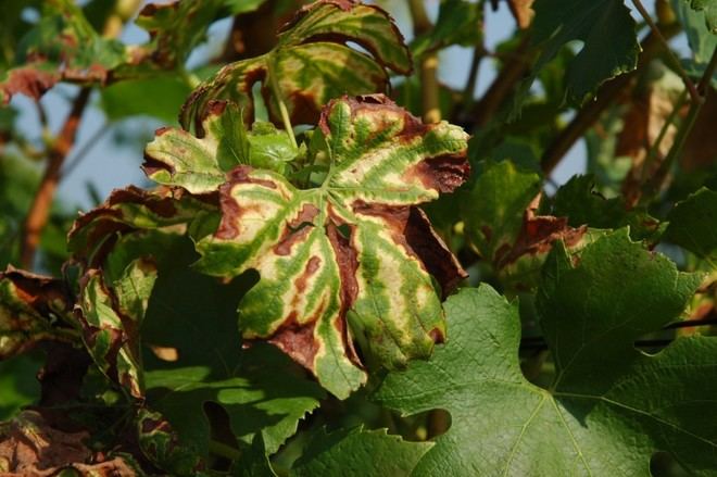 Inicia MALFUVI, un proyecto para combatir enfermedades de la viña mediante microorganismos naturales