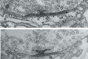 La actividad neural optimiza las conexiones sinápticas en el cerebro de las moscas