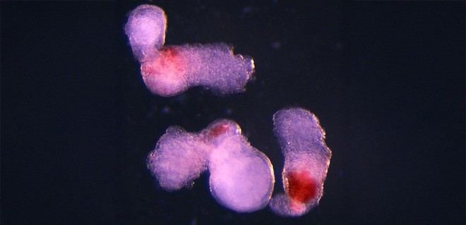Nuevo modelo de embrión humano en laboratorio produce células sanguíneas