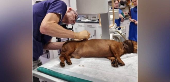 Nuevo tratamiento para lesiones severas de la médula espinal en perros pequeños muestra altos índices de éxito