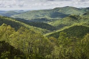 El documental Forested Future promueve la conexión con los bosques y la naturaleza