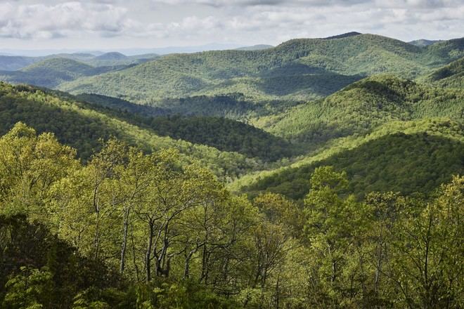 El documental Forested Future promueve la conexión con los bosques y la naturaleza