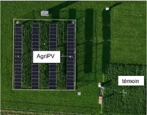 Avances en agriphotovoltaísmo en la Escuela Politécnica