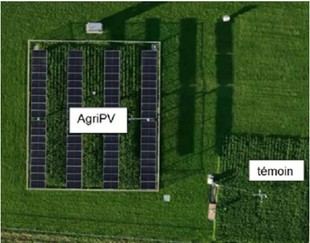 Avances en agriphotovoltaísmo en la Escuela Politécnica