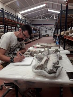Insectos del Cretácico revelan nuevos secretos sobre los dinosaurios en el yacimiento de Lo Hueco, según la UNED
