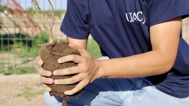 Estudiantes de la UACJ siembran árboles en jornada de reforestación