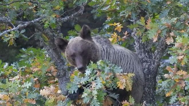 El cambio climático amenaza la alimentación del oso pardo cantábrico