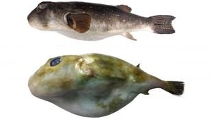 Identifican nuevas especies de pez globo en aguas gallegas gracias a la investigación del CIM