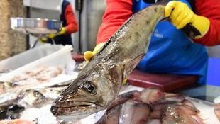Descubren el mecanismo que determina el sexo de la pescada europea