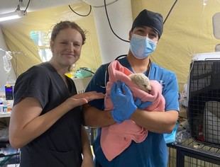 Veterinarios de la UC brindan ayuda en Penco tras incendios devastadores