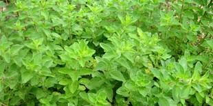 Investigadoras destacan el potencial industrial del orégano colombiano