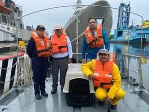 UNACH coordina rescate exitoso de lobo marino varado en Mazatán