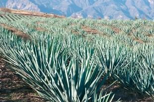 Científicos de la UASLP e IPICYT desarrollan solución contra picudo del agave