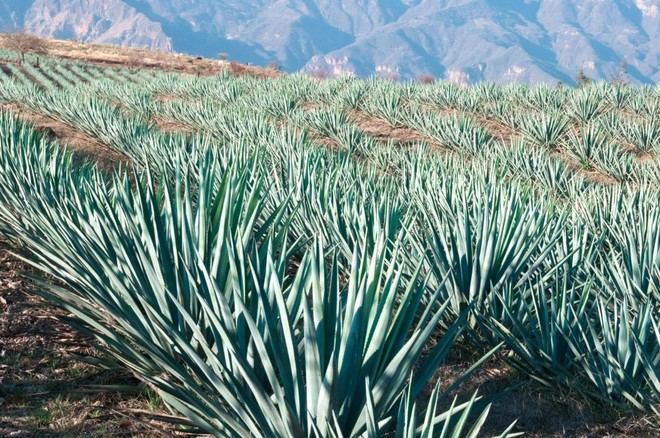 Científicos de la UASLP e IPICYT desarrollan solución contra picudo del agave
