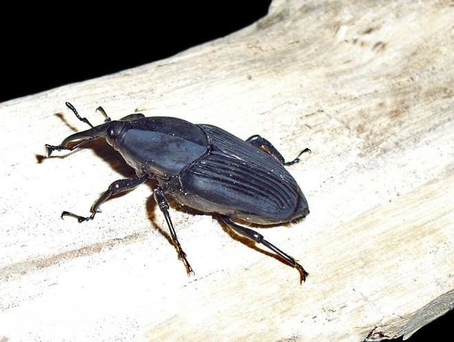 El picudo del agave amenaza cactáceas en peligro de extinción