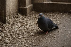 Aumenta la demanda de servicios para la eliminación de excrementos de palomas en el Reino Unido