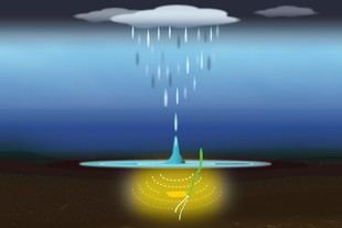 Las plantas pueden detectar el sonido de la lluvia, revela un estudio