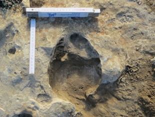 Identifican huellas de elefantes prehistóricos en Murcia por primera vez