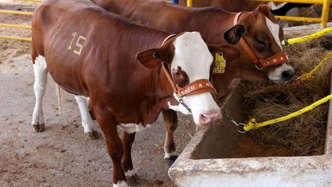 UANL lleva a cabo su primera subasta de hembras bovinas de élite