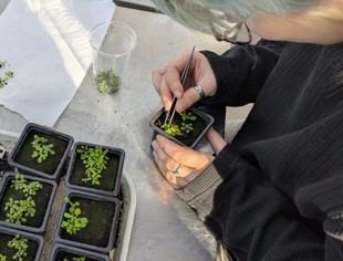 Experimento espacial busca cultivar plantas en microgravedad
