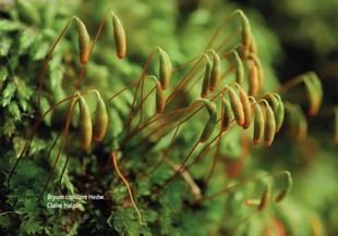 La ULE publica un libro sobre 541 especies de briófitos en León