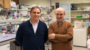 Descubren nuevo mecanismo en la formación de tejidos vasculares de las plantas