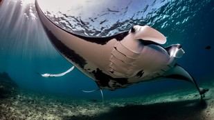Pura Vida Diving moderniza su centro en Koh Tao y abre nueva sede en Nusa Penida