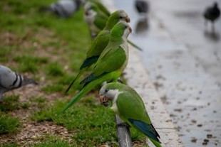 Estudio de la Universidad Rey Juan Carlos revela el método menos estresante para controlar aves invasoras