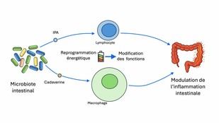 Los metabolitos del microbiota intestinal modifican el metabolismo de las células inmunitarias y afectan la inflamación intestinal