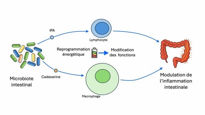 Los metabolitos del microbiota intestinal modifican el metabolismo de las células inmunitarias y afectan la inflamación intestinal