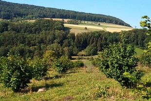 Piden un marco legal para el cultivo de la trufa en España