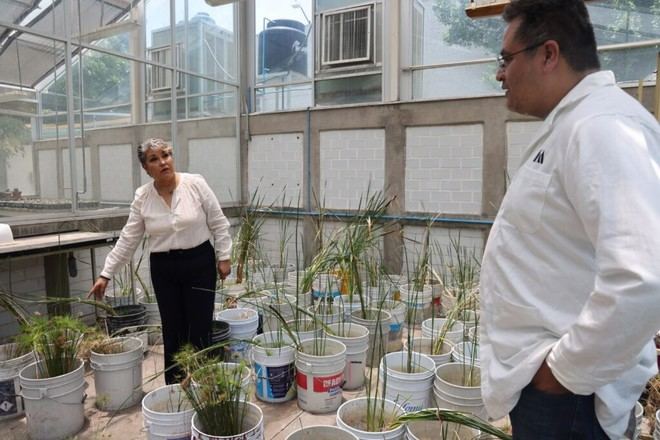 Premian a la UAM por proyecto de humedales y reutilización de agua en Ecatepec