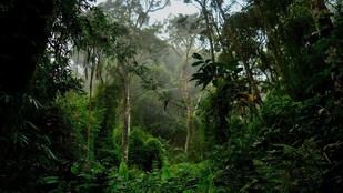 Los bosques tropicales pueden mitigar temporalmente el aumento de CO2, pero con limitaciones