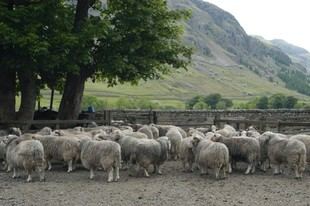 Eliminar ganado de pastizales podría perjudicar el almacenamiento de carbono en el suelo a largo plazo, según un estudio
