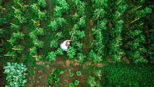 Estudio mejora la predicción del rendimiento agrícola utilizando drones y modelos de simulación