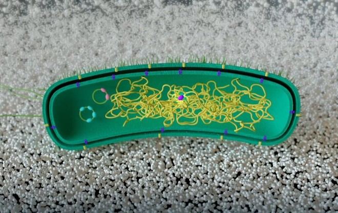 Bacterias reprogramadas para degradar plásticos sin ADN externo