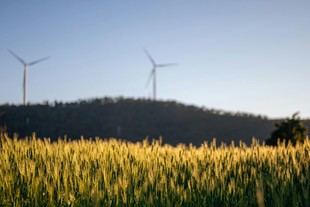 La selección genética de cultivos puede reducir las emisiones de metano sin afectar los rendimientos