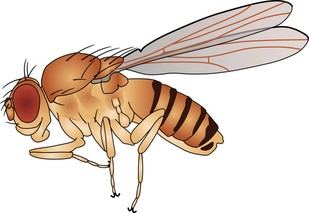 Investigación con moscas de la fruta podría revelar claves sobre trastornos neurodegenerativos