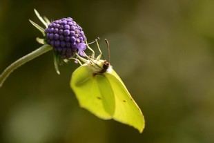 Investigadores de RWTH Aachen critican la nueva legislación de la Comisión Europea sobre pesticidas