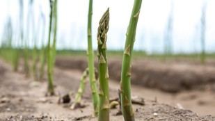 Desarrollan un robot para la cosecha de espárragos en la TUM