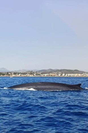 Investigación sobre el rorcual común en Denia