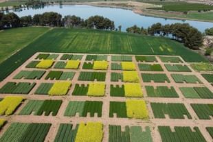 Mejoran la fertilidad del suelo con rotación de leguminosas y trigo