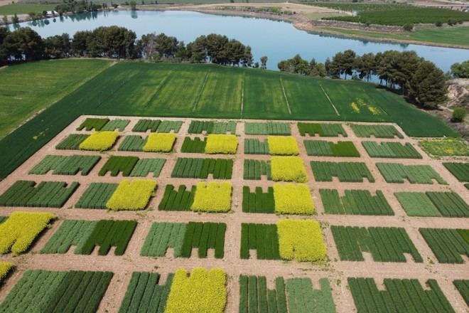 Mejoran la fertilidad del suelo con rotación de leguminosas y trigo