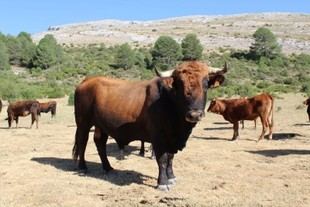 El cebón mejora la rentabilidad ganadera y se posiciona como preferido por los consumidores